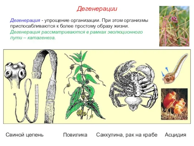 Дегенерация - упрощение организации. При этом организмы приспосабливаются к более простому образу