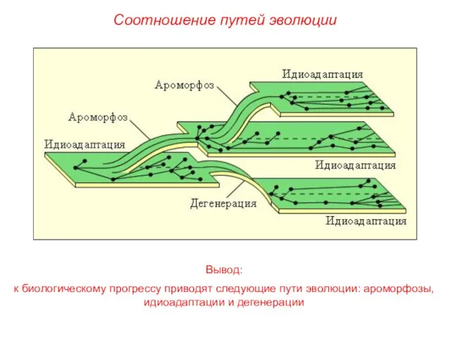 Вывод: к биологическому прогрессу приводят следующие пути эволюции: ароморфозы, идиоадаптации и дегенерации Соотношение путей эволюции