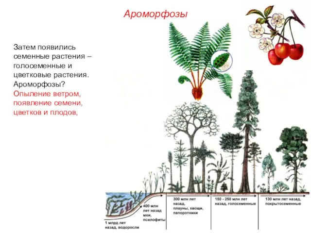 Затем появились семенные растения – голосеменные и цветковые растения. Ароморфозы? Опыление ветром,