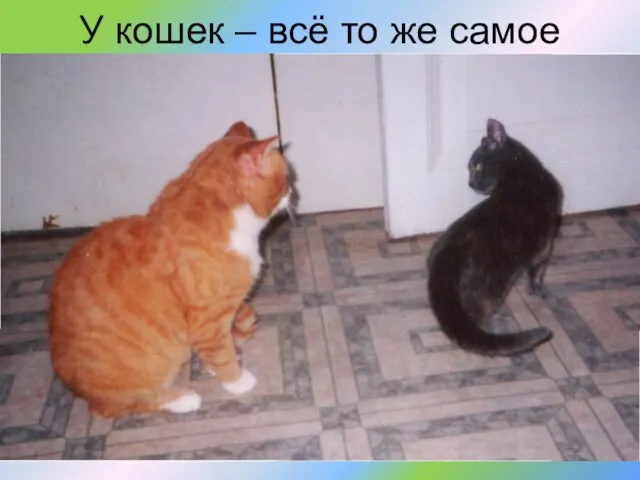 У кошек – всё то же самое