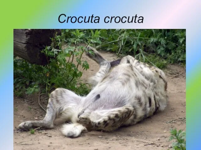 Crocuta crocuta