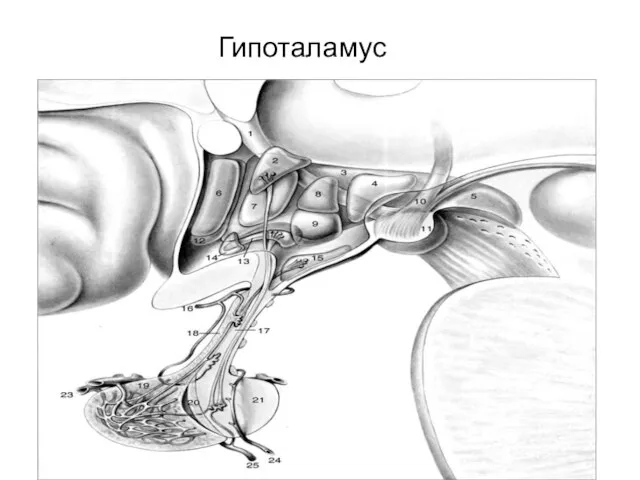 Гипоталамус