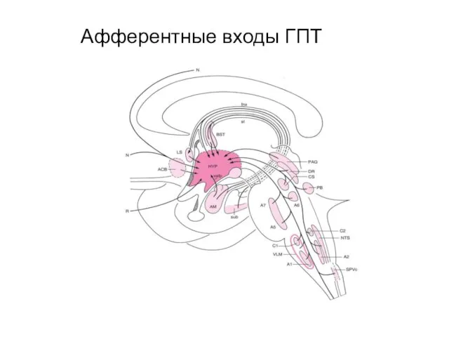 Афферентные входы ГПТ