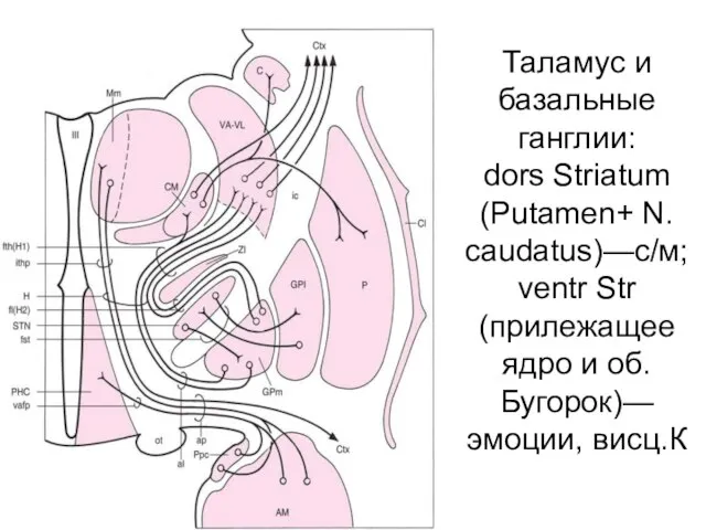 Таламус и базальные ганглии: dors Striatum (Putamen+ N. caudatus)—c/м; ventr Str (прилежащее