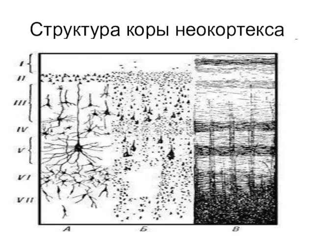 Структура коры неокортекса