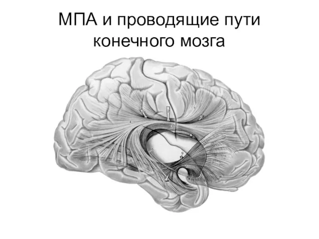 МПА и проводящие пути конечного мозга