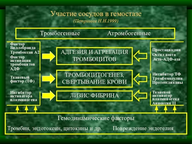 Участие сосудов в гемостазе (Петрищев Н.Н.1999) Тромбогенные Атромбогенные Гемодинамические факторы Тромбин, эндотоксин,