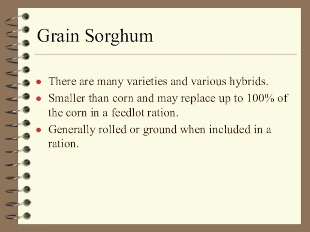 Grain Sorghum There are many varieties and various hybrids. Smaller than corn