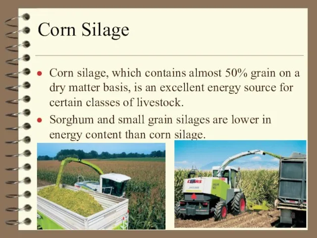 Corn Silage Corn silage, which contains almost 50% grain on a dry