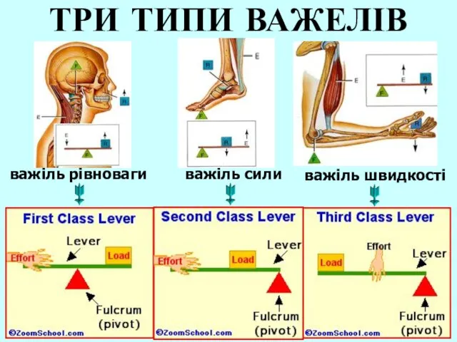 ТРИ ТИПИ ВАЖЕЛІВ важіль рівноваги важіль сили важіль швидкості