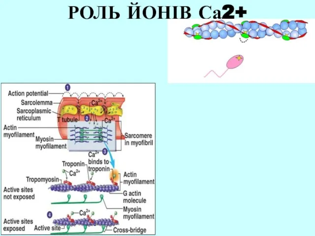 РОЛЬ ЙОНІВ Са2+