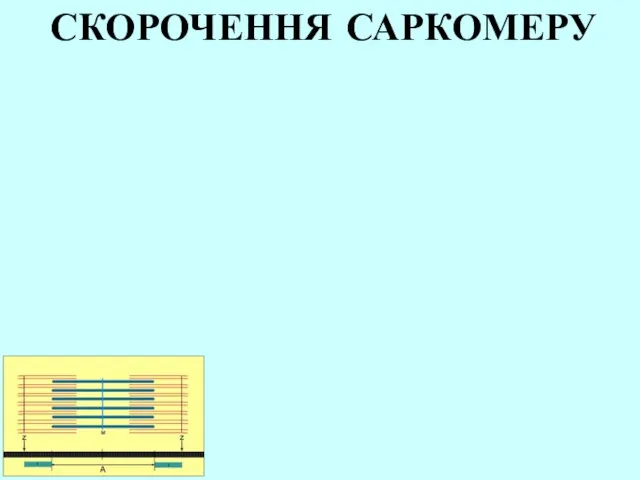 СКОРОЧЕННЯ САРКОМЕРУ