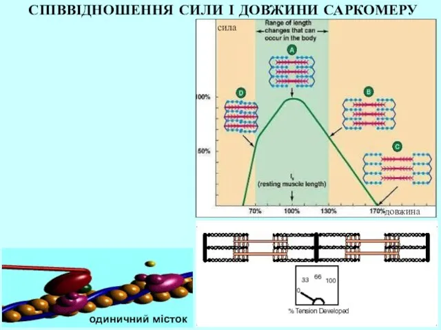 сила довжина СПІВВІДНОШЕННЯ СИЛИ І ДОВЖИНИ САРКОМЕРУ одиничний місток