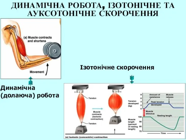 ДИНАМІЧНА РОБОТА, ІЗОТОНІЧНЕ ТА АУКСОТОНІЧНЕ СКОРОЧЕННЯ Динамічна (долаюча) робота Ізотонічне скорочення