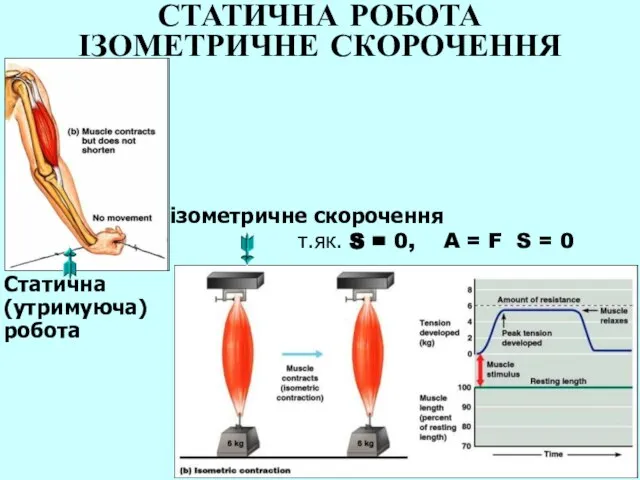 СТАТИЧНА РОБОТА ІЗОМЕТРИЧНЕ СКОРОЧЕННЯ Статична (утримуюча) робота ізометричне скорочення т.як. S =