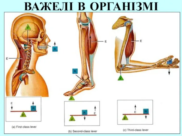 ВАЖЕЛІ В ОРГАНІЗМІ