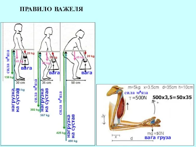 ПРАВИЛО ВАЖЕЛЯ вага вага вага сила м’яза вага груза =500N 500х3,5=50х35 сила