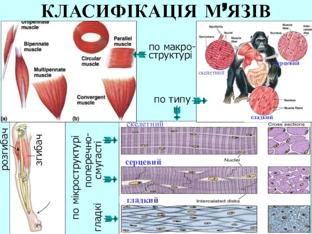 КЛАСИФІКАЦІЯ М’ЯЗІВ по макро- структурі по типу скелетний серцевий гладкий скелетний серцевий