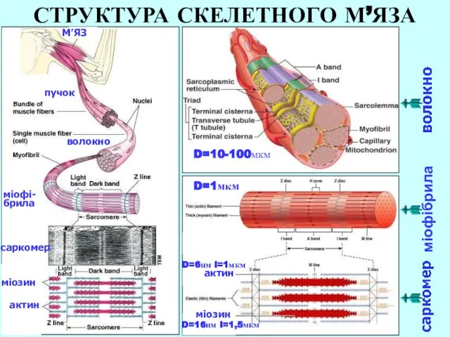 СТРУКТУРА СКЕЛЕТНОГО М’ЯЗА пучок волокно міофі- брила саркомер актин міозин М’ЯЗ міозин