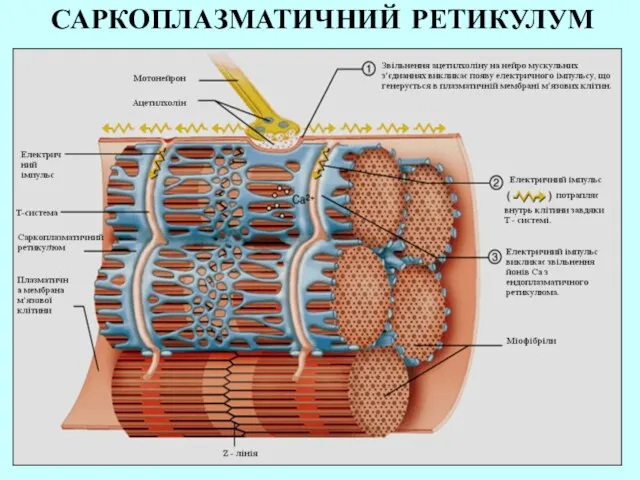 САРКОПЛАЗМАТИЧНИЙ РЕТИКУЛУМ