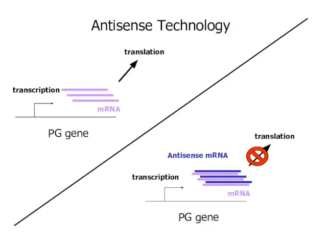 PG gene transcription mRNA translation PG gene transcription mRNA Antisense mRNA translation Antisense Technology