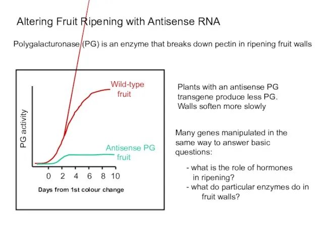 Polygalacturonase (PG) is an enzyme that breaks down pectin in ripening fruit