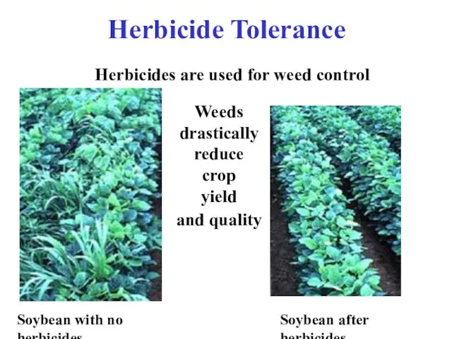 Soybean with no herbicides Soybean after herbicides Herbicides are used for weed