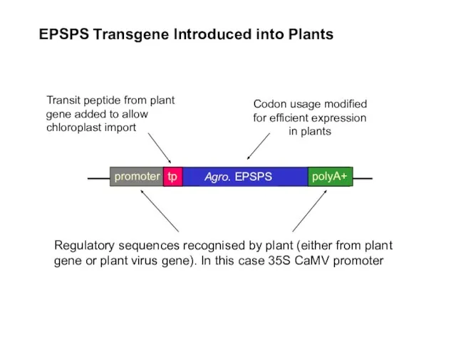 EPSPS Transgene Introduced into Plants Codon usage modified for efficient expression in