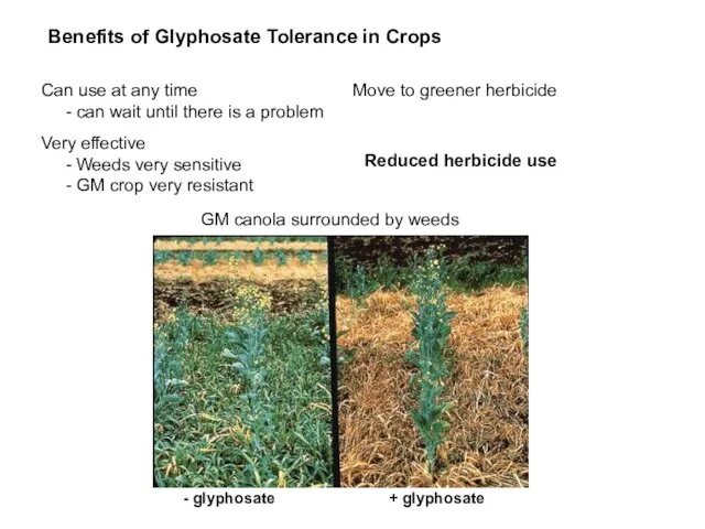 Move to greener herbicide Benefits of Glyphosate Tolerance in Crops Can use