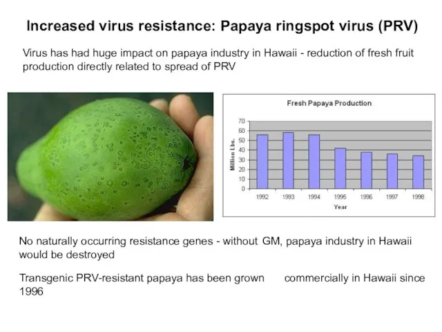 Transgenic PRV-resistant papaya has been grown commercially in Hawaii since 1996 Increased