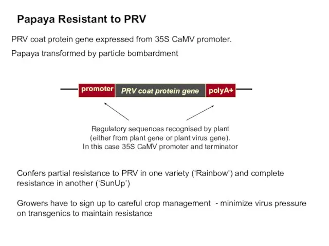 promoter Regulatory sequences recognised by plant (either from plant gene or plant