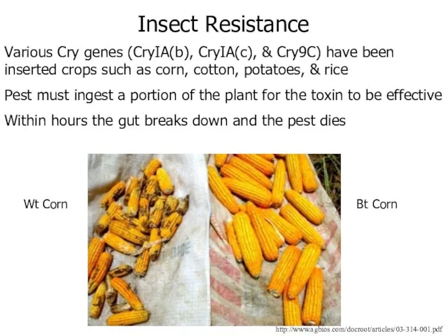 Various Cry genes (CryIA(b), CryIA(c), & Cry9C) have been inserted crops such