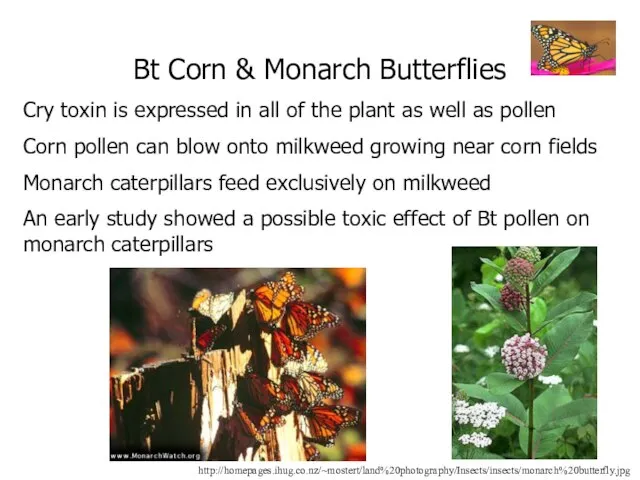 Bt Corn & Monarch Butterflies Cry toxin is expressed in all of