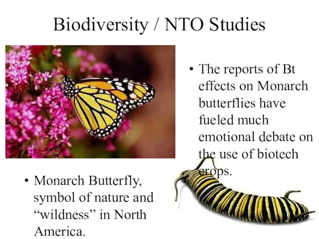 Biodiversity / NTO Studies Monarch Butterfly, symbol of nature and “wildness” in