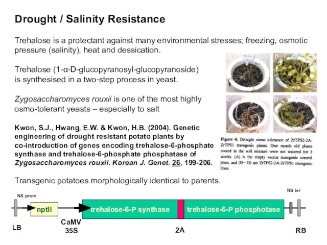 Drought / Salinity Resistance Trehalose is a protectant against many environmental stresses;