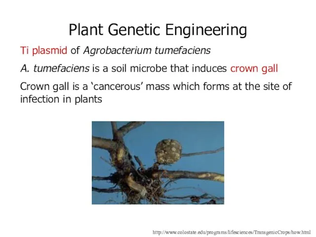 http://www.colostate.edu/programs/lifesciences/TransgenicCrops/how.html Plant Genetic Engineering Ti plasmid of Agrobacterium tumefaciens A. tumefaciens is