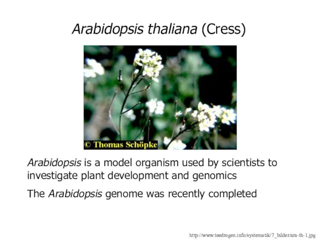 http://www.teedrogen.info/systematik/7_bilder/ara-th-1.jpg Arabidopsis thaliana (Cress) Arabidopsis is a model organism used by scientists