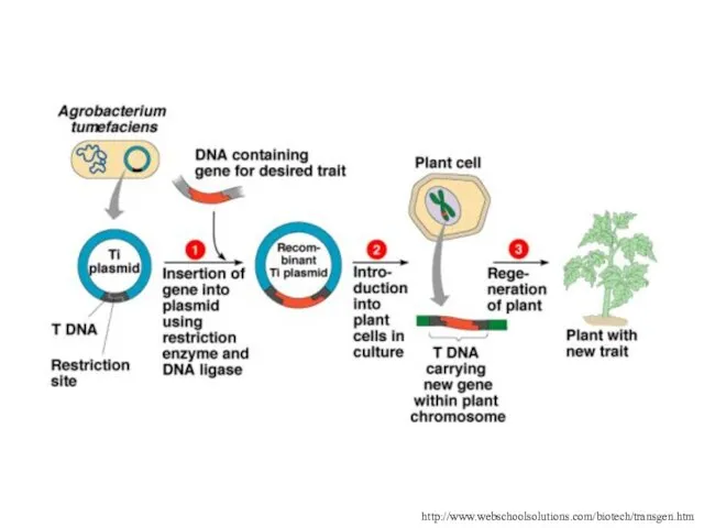 http://www.webschoolsolutions.com/biotech/transgen.htm