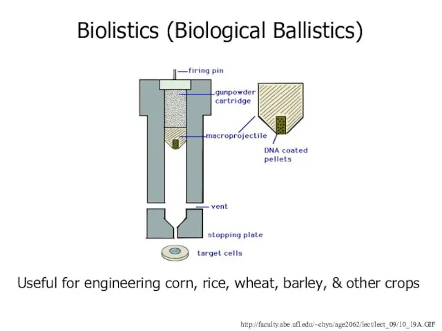 http://faculty.abe.ufl.edu/~chyn/age2062/lect/lect_09/10_19A.GIF Biolistics (Biological Ballistics) Useful for engineering corn, rice, wheat, barley, & other crops