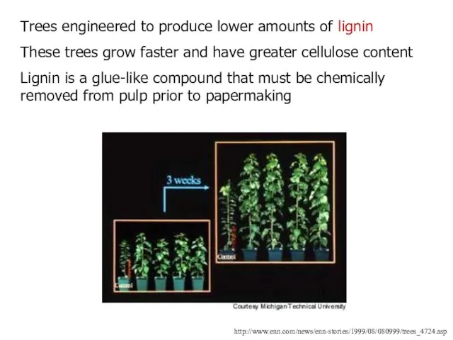 http://www.enn.com/news/enn-stories/1999/08/080999/trees_4724.asp Trees engineered to produce lower amounts of lignin These trees grow