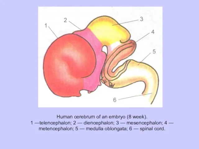 Human cerebrum of an embryo (8 week). 1 —telencephalon; 2 — diencephalon;