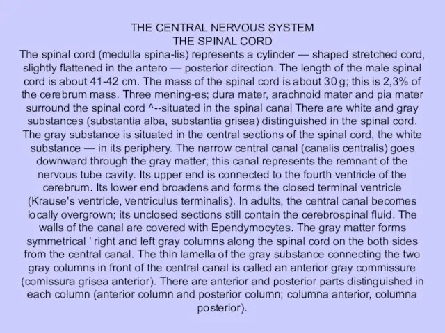 THE CENTRAL NERVOUS SYSTEM THE SPINAL CORD The spinal cord (medulla spina-lis)