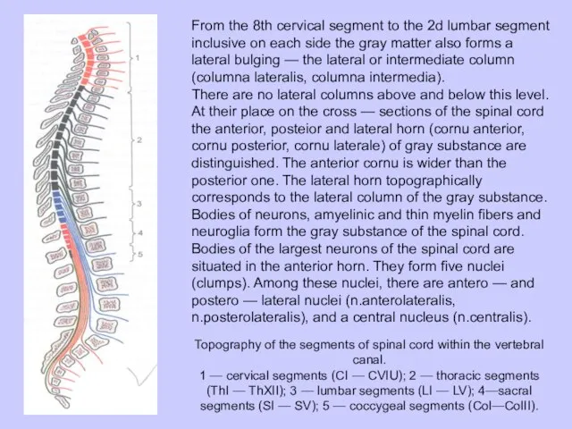 From the 8th cervical segment to the 2d lum­bar segment inclusive on