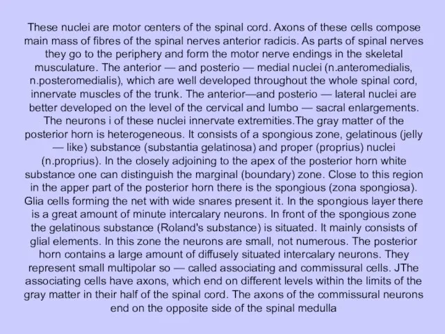 These nuclei are motor centers of the spinal cord. Axons of these
