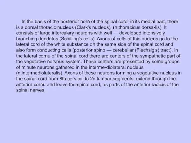 In the basis of the posterior horn of the spinal cord, in