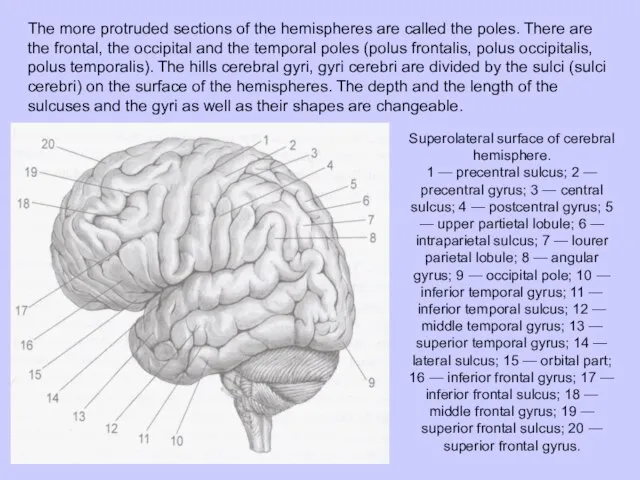 The more protruded sections of the hemi­spheres are called the poles. There