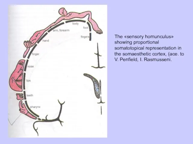 The «sensory homunculus» showing proportional somatotopical representation in the somaesthetic cortex, (ace.