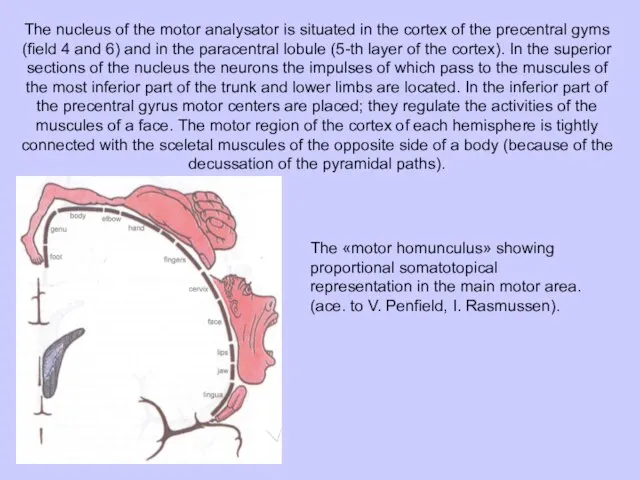 The nucleus of the motor analysator is situated in the cortex of