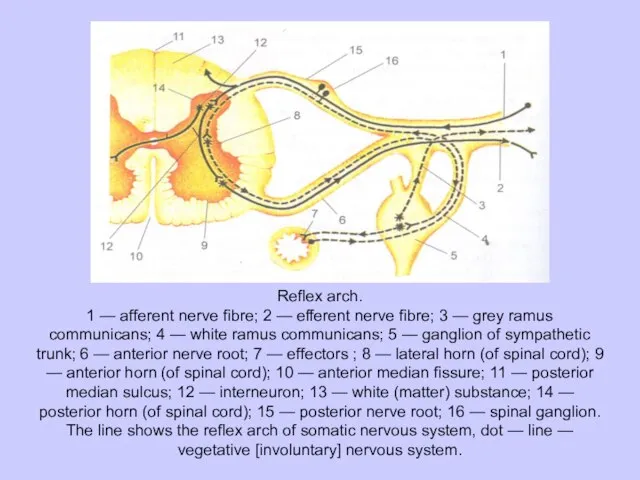 Reflex arch. 1 — afferent nerve fibre; 2 — efferent nerve fibre;