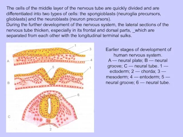 The cells of the middle layer of the nervous tube are quickly